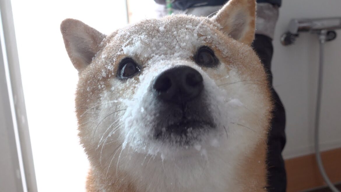 大雪で柴犬が別人になって帰宅する瞬間がこちら。
