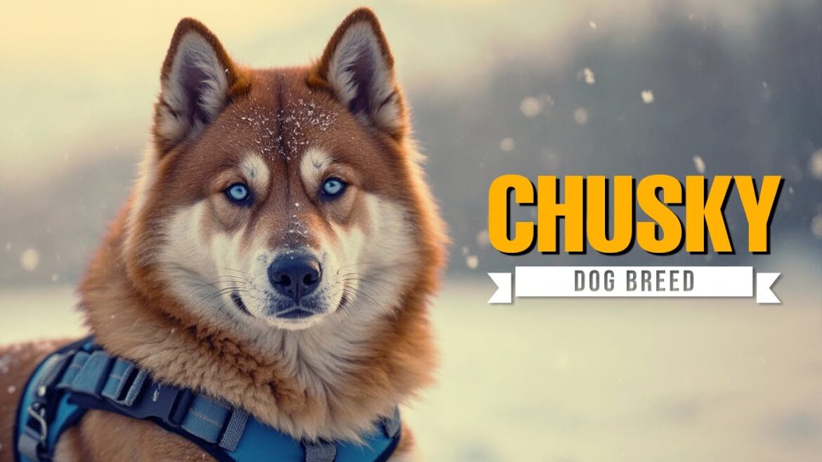 Chusky 101: The Ultimate Guide to This Fluffy Chow Chow-Husky Mix
