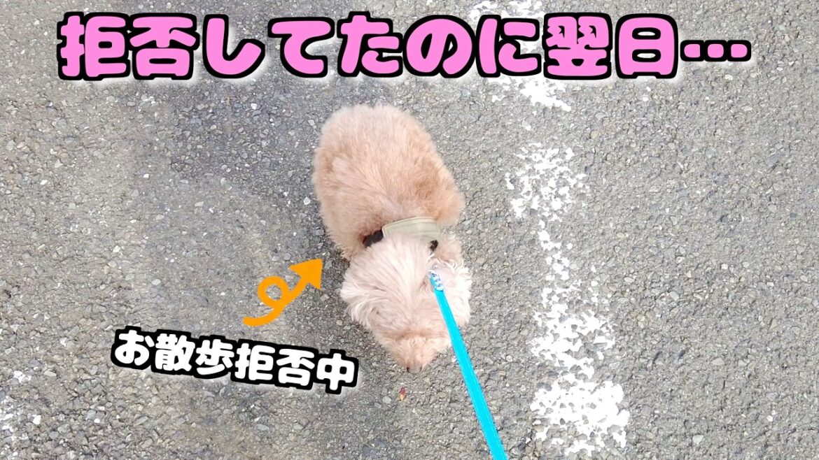 お散歩嫌いの愛犬が1ヶ月ぶりにパパと散歩したら別犬のようになりました!【トイプードル】 お散歩嫌いの愛犬が1ヶ月ぶりにパパと散歩したら別犬のようになりました!【トイプードル】