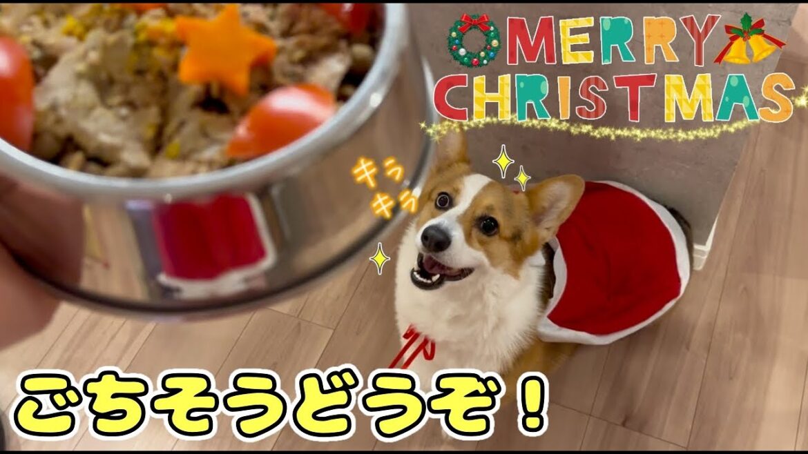 クリスマスディナーを楽しむコーギー