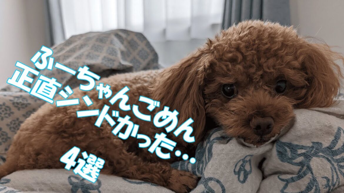 【トイプードル飼う人必見？】 ふーちゃんごめん…正直シンドかった瞬間4選　#トイプードル #犬　#犬のいる暮らし