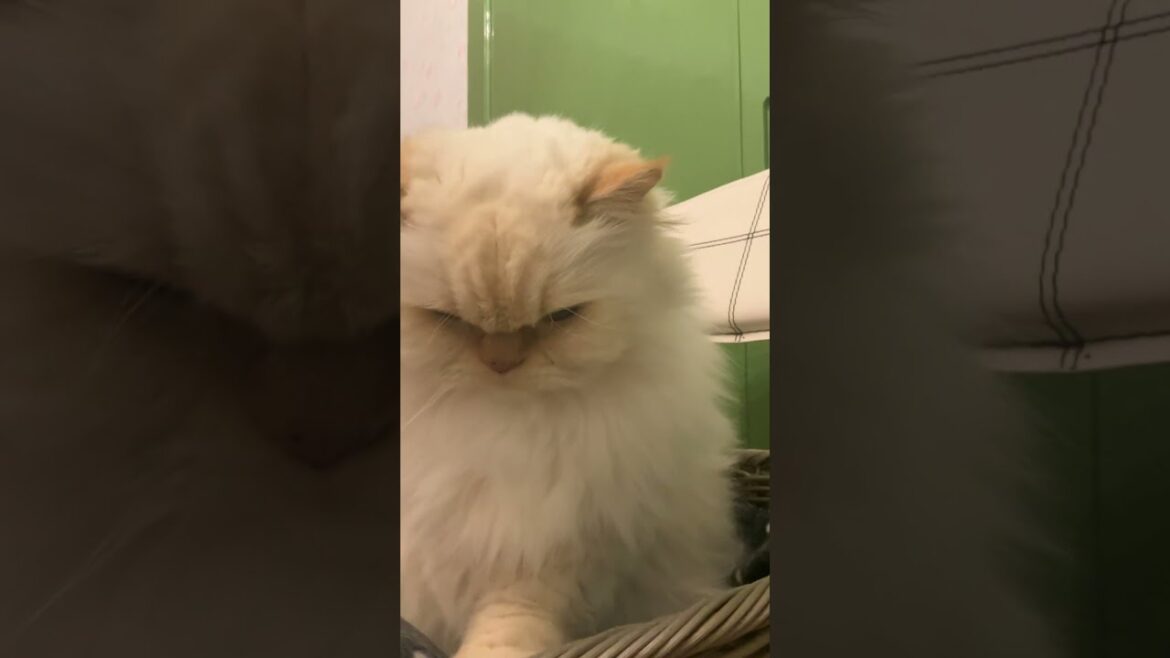 ♥チーノの日常【🐈なんだか…不安…】（ホワイトヒマラヤン13歳）#shorts　#cat　#pets　癒し