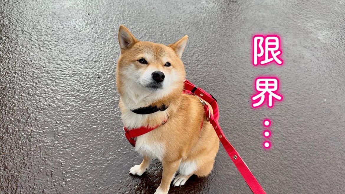 お散歩を中断せざるを得なくなりました… お散歩を中断せざるを得なくなりました…