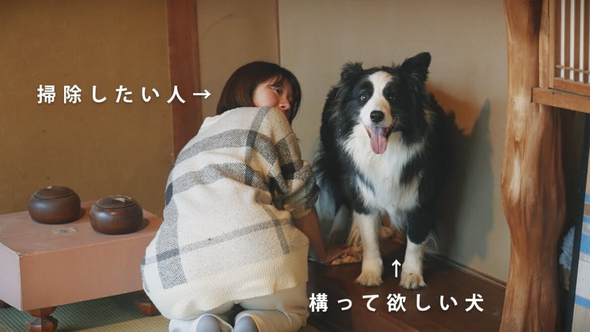 構ってもらうために考え抜いた愛犬の最終手段が賢すぎた…【ボーダーコリー】