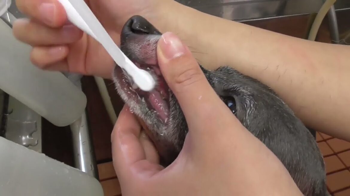 イタリアングレーハウンドのGuri君