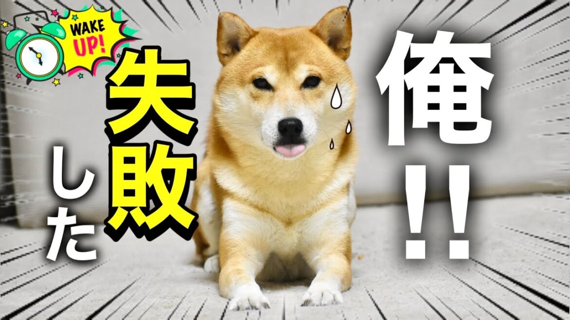 柴犬こむぎのクリスマスと謎の儀式！今年のラストを飾るのは果たして誰だ？