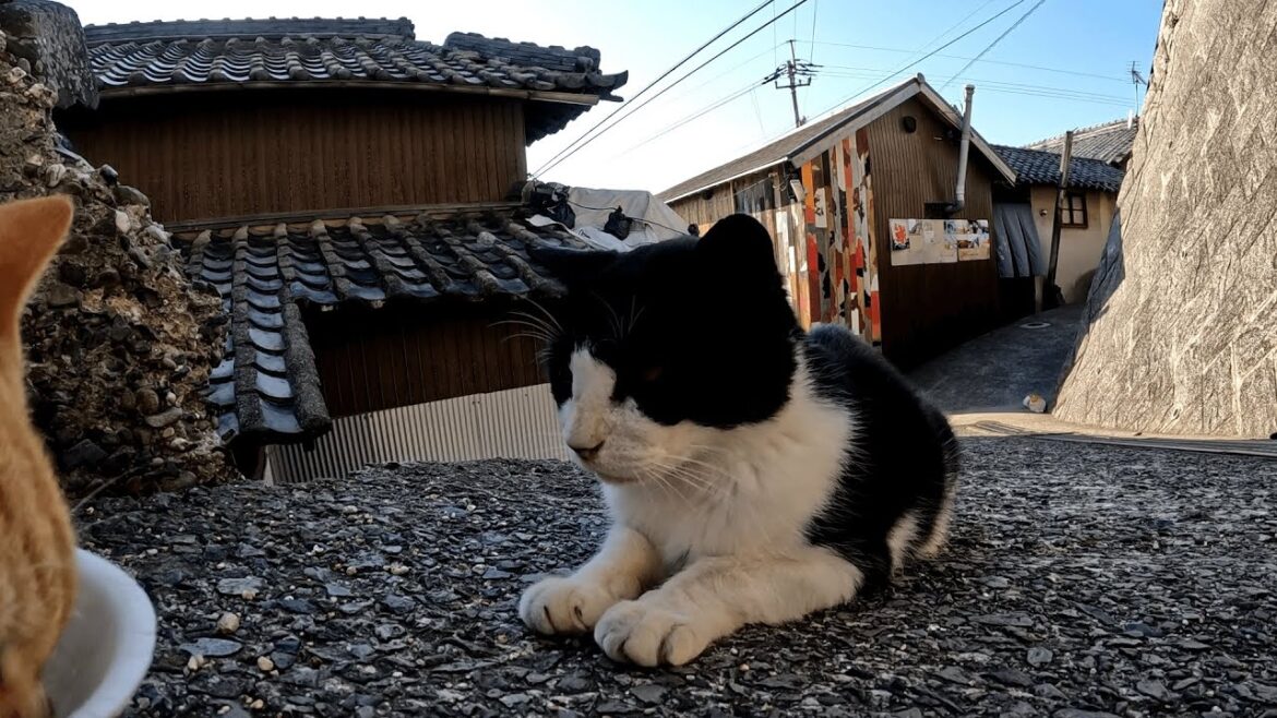 男木島　いつまでもチンタラ食べている茶トラ猫たちを見兼ねて痺れを切らしたハチワレ猫たちがジワジワと迫ってきて無言の圧力をかける