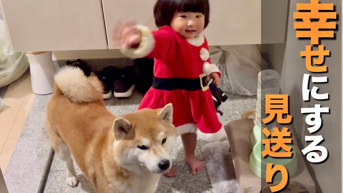 120％の大歓迎。別れ際に幸せと感動をプレゼントする１歳児＆柴犬