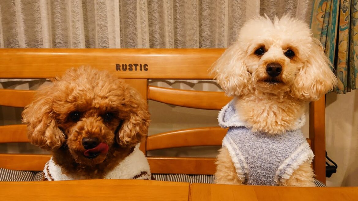 【年末】食いしん坊なトイプードルのクリスマス🎄 (Toy poodle Story)