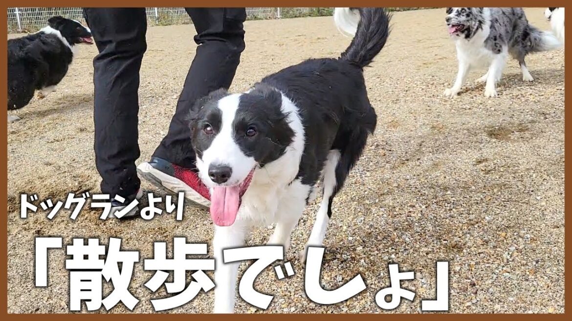 散歩好きの犬がドッグラン行くとこうなります！｜ソフィアディスク大会｜我が家のクリスマス【ボーダーコリー】