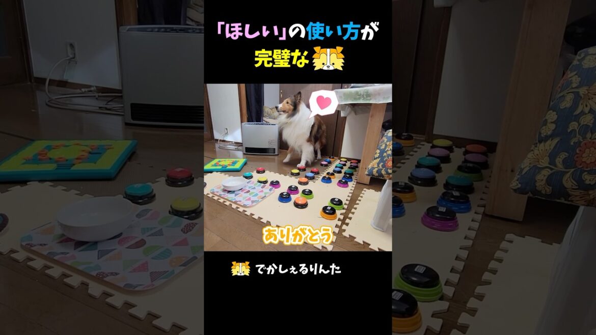 「ほしい」の使い方が完璧なシェルティ【会話ボタンでしゃべる犬】 #shorts #dog