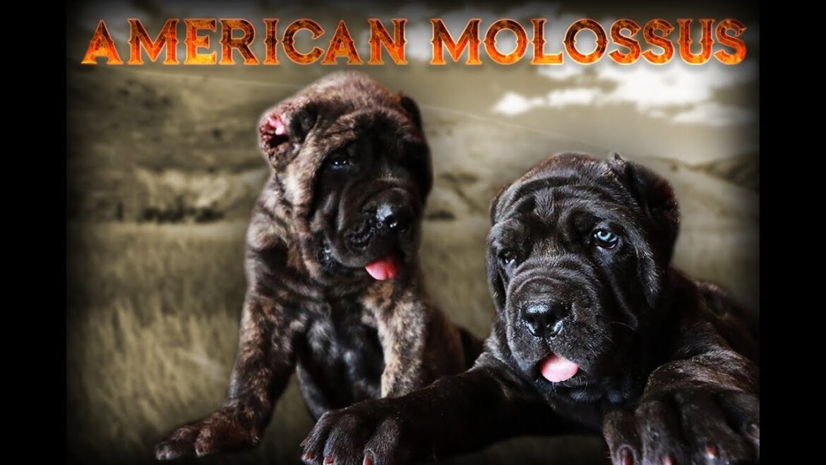 818 Concepts Presents : The American Molossus by Old World Mastinos
