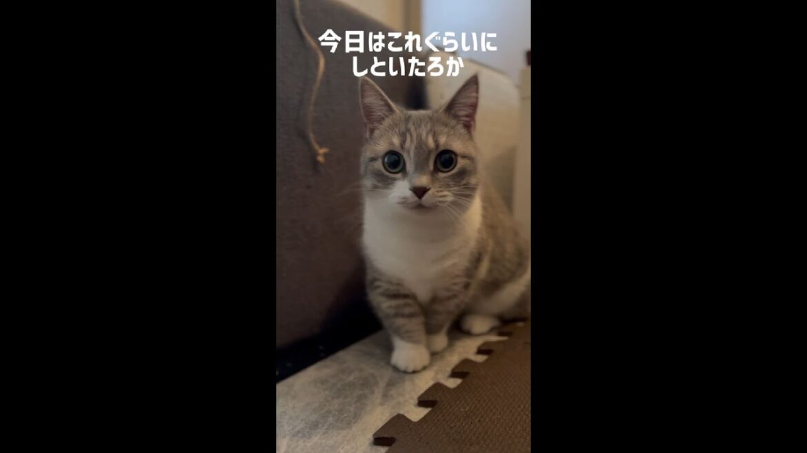 攻撃レベルが３の短足マンチカンひちゃん。ロングバージョン。Shorts 220219