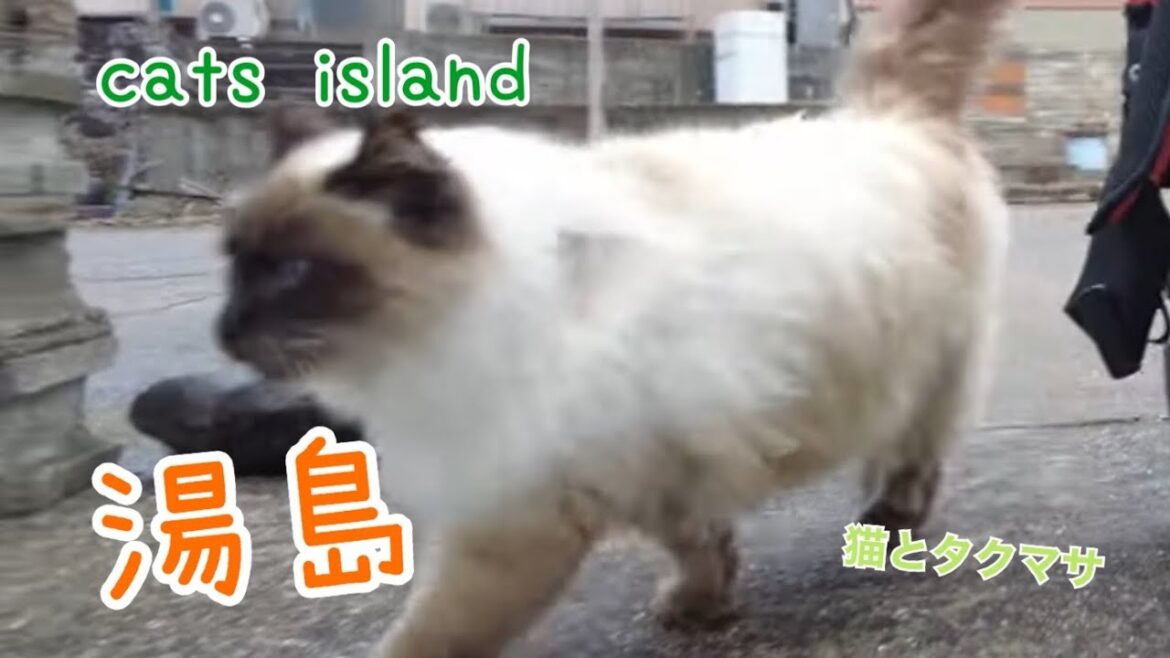 今年生まれたギャング達とモフモフシャムちゃんGang members born this year and fluffy Siamese　【湯島】【2024-5年　年末、正月】【猫島巡り】