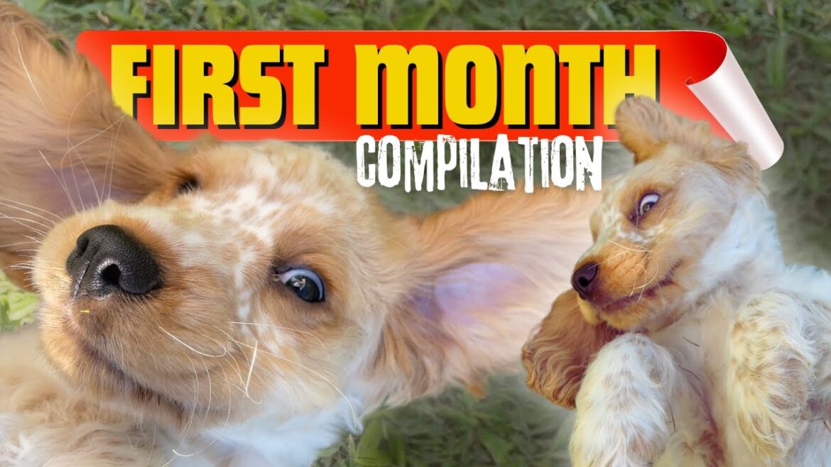 How I Survived the FIRST MONTH with My Cocker Spaniel Puppy!