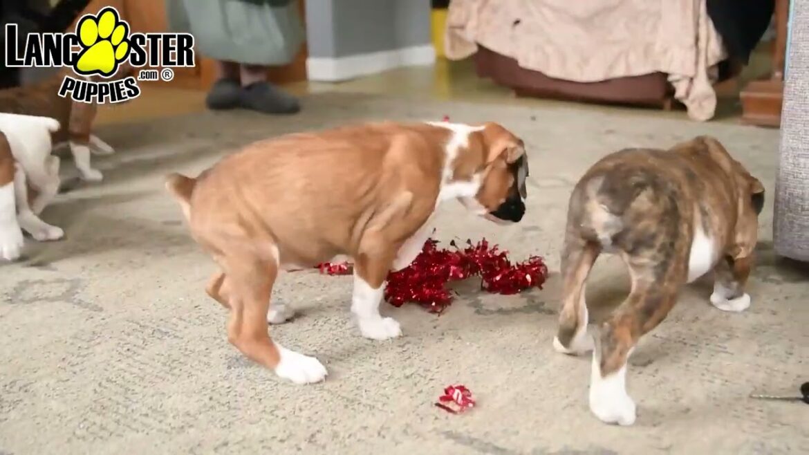 Cheerful Boxer Puppies