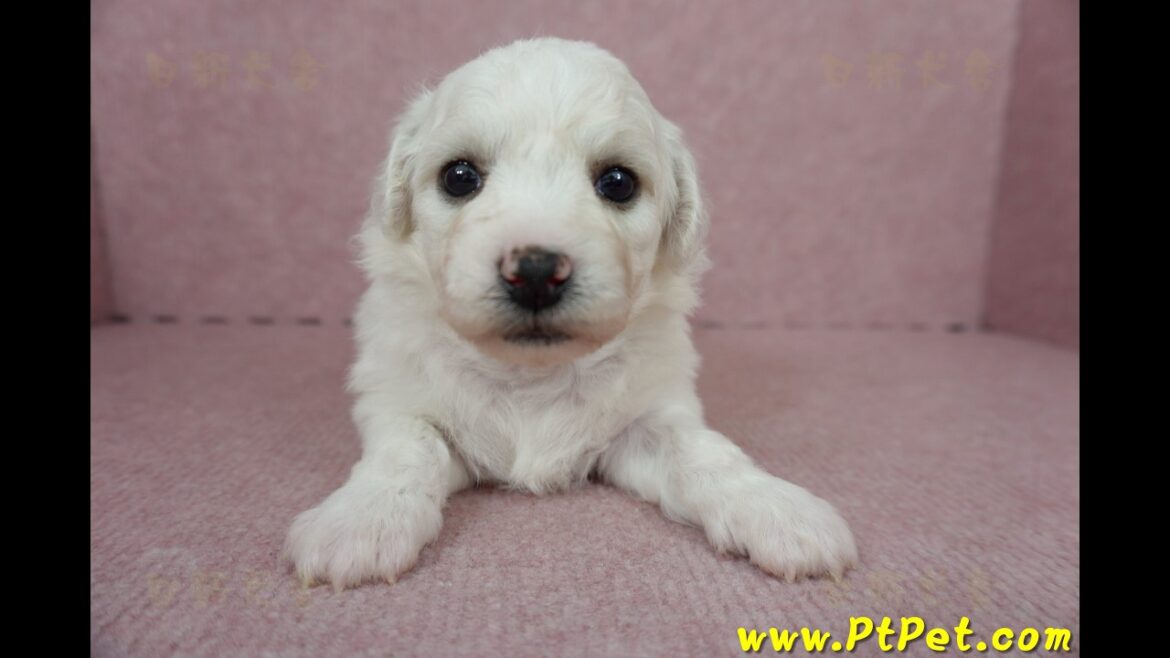 12/01 比熊犬 Bichon Frise -母幼犬2號-日新犬舍