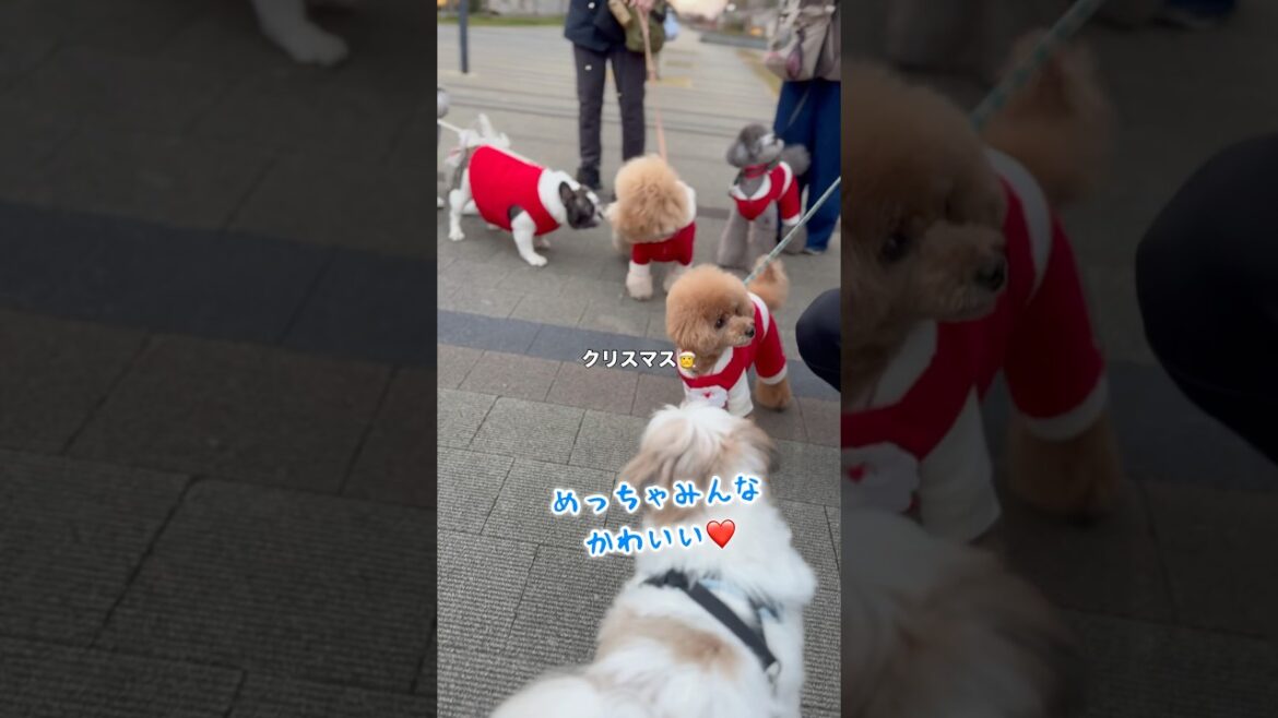 【シーズー】散歩したらサンタクロースだらけだったw / クリスマス / ルーティン(2024.12.24) / #シーズー #shihtzu #shorts 【シーズー】散歩したらサンタクロースだらけだったw / クリスマス / ルーティン(2024.12.24) / #シーズー #shihtzu #shorts