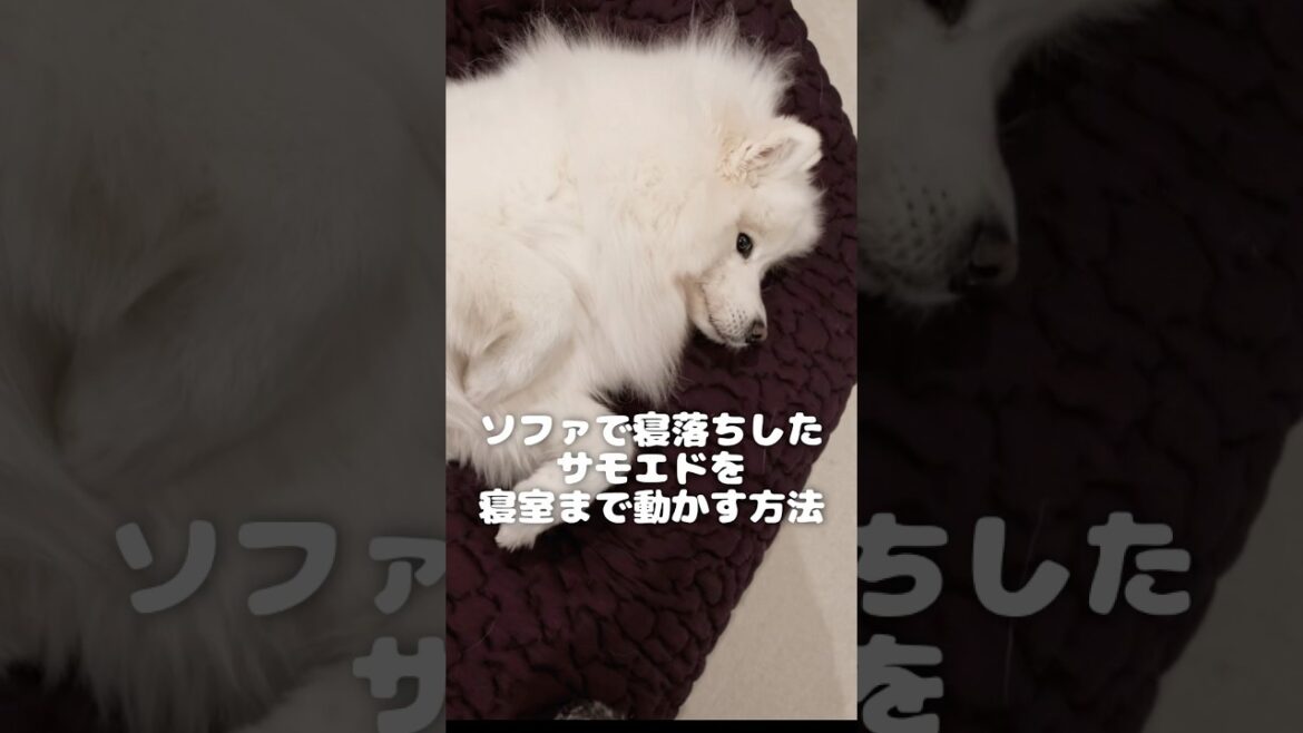 ソファで寝落ちしてぐずるサモエドを動かす簡単な方法　#サモエド #samoyed