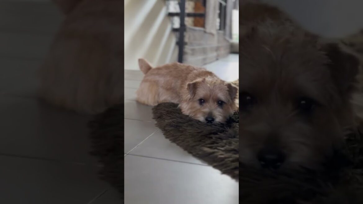 【とって】#shorts #dog #吉 #norfolkterrier #ノーフォークテリア #犬のいる生活 #愛犬キチ #kichi