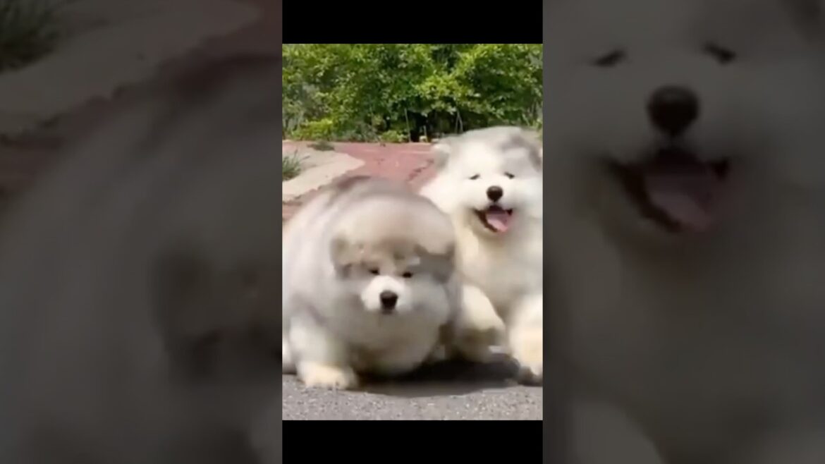 アラスカンマラミュートの子犬達のお散歩！ #アラスカンマラミュート