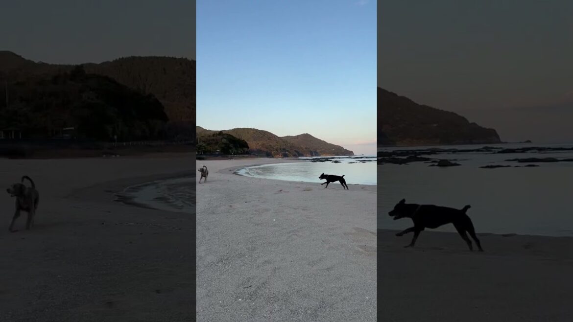 ワイマラナー＆ロットワイラー兄妹の夕方んぽ🐾地元の海でご自由に