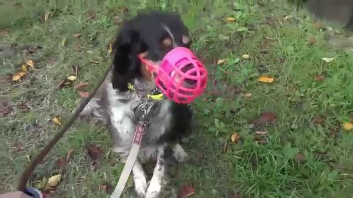 GUNDOG RESCUE CACI　セッター　マシュー