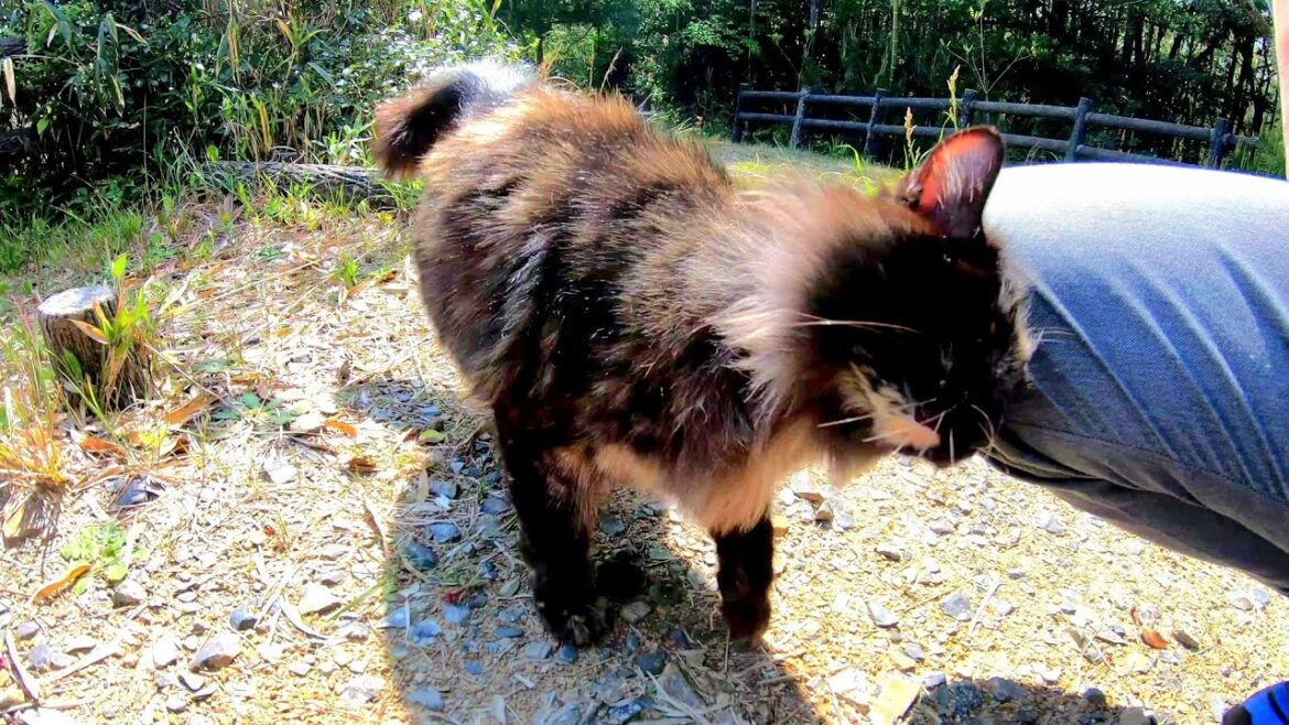 誤って足を踏んでしまったサビ猫に謝ったら許してくれた