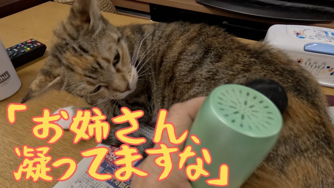 猫も肩こり・腰痛になるのでしょうか〜マッサージ猫〜【猫娘・犬娘たち】 猫も肩こり・腰痛になるのでしょうか〜マッサージ猫〜【猫娘・犬娘たち】