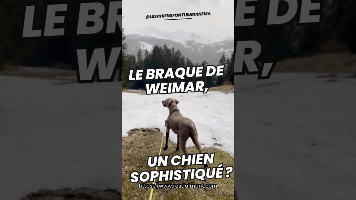Le Braque de Weimar, un chien sophistiqué ? 🤔 #shorts Le Braque de Weimar, un chien sophistiqué ? 🤔 #shorts