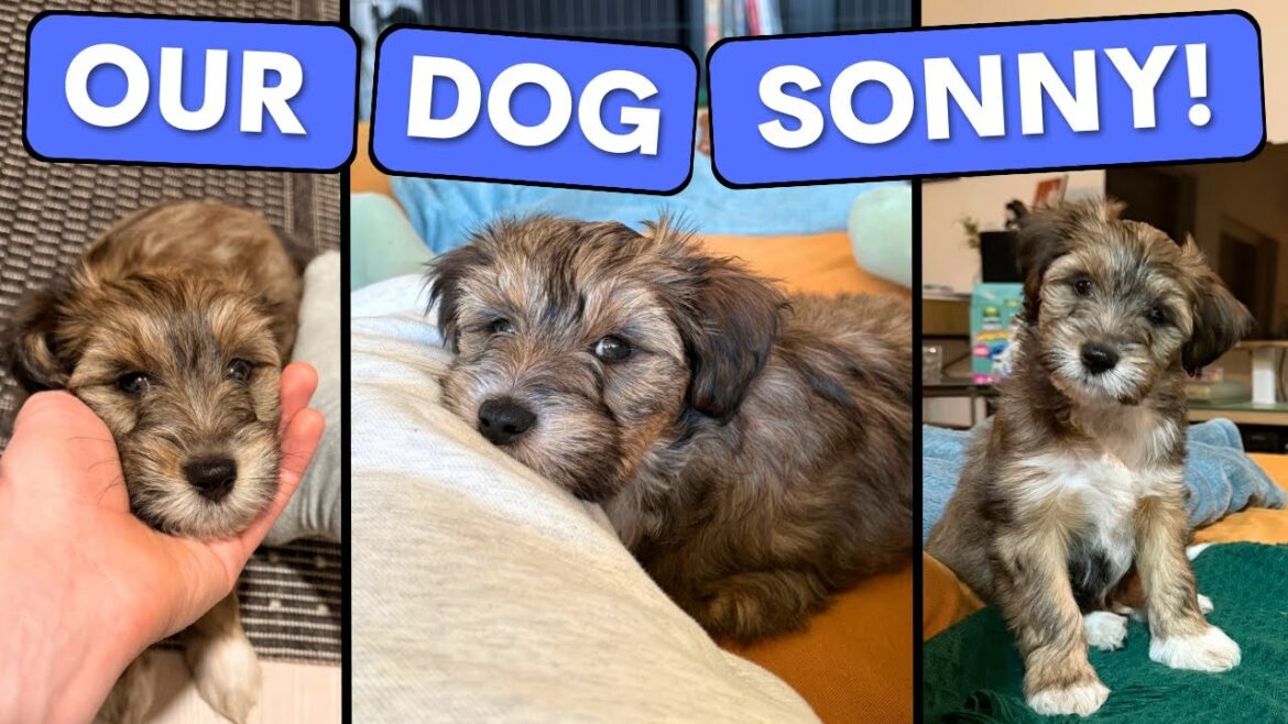 What Life is Like With a Puppy | Tibetan Terrier! What Life is Like With a Puppy | Tibetan Terrier!