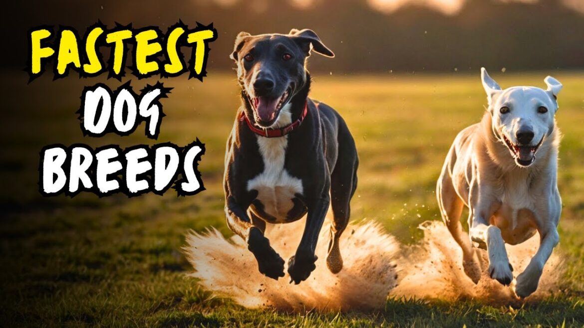 Top 10 Fastest Dog Breeds On This Planet | Who’s the Real Speedster?