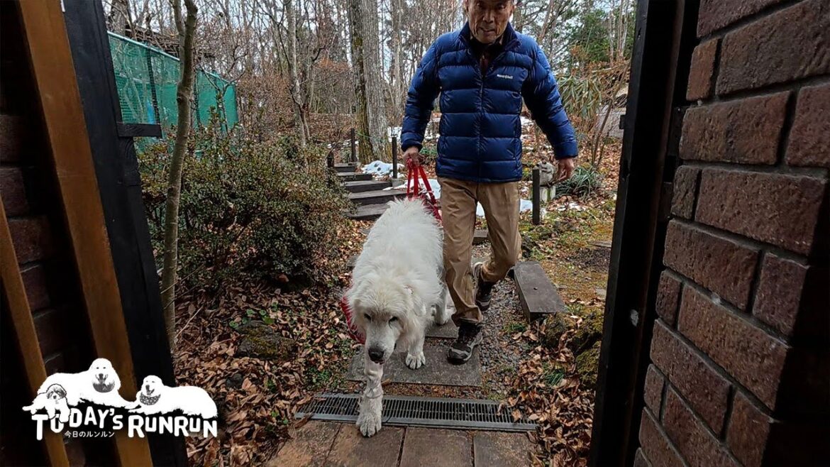 目を見張る健脚！自分の足でズンズン歩いて帰宅したルンルンです　Great Pyrenees　グレートピレニーズ