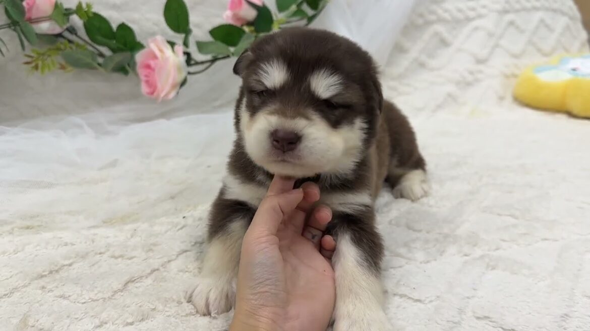 アラスカンマラミュート おとなしいの男の子です💜分割払いOK