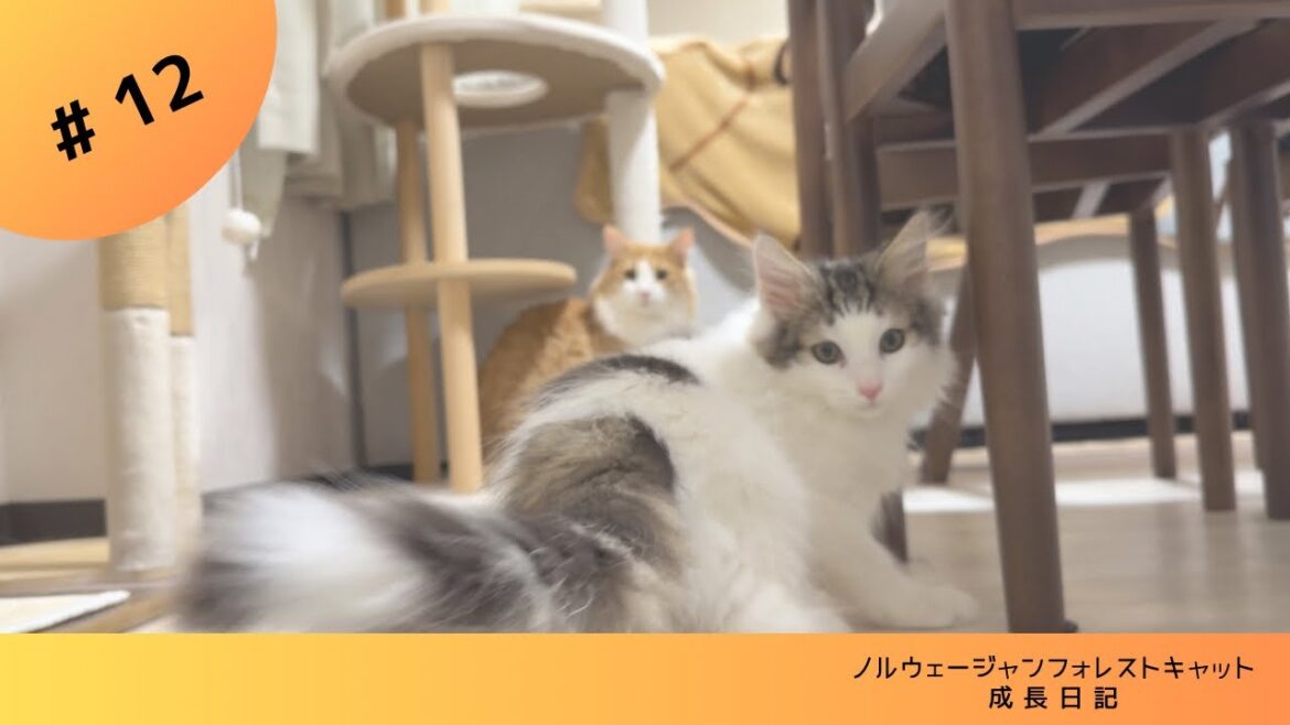 【子猫】実家猫たちと初対面 #ノルウェージャンフォレストキャット #多頭飼い猫