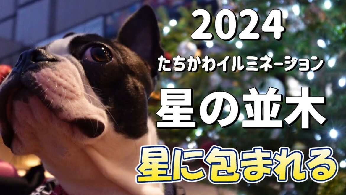夜空の星に包まれたボステリ#bostonterrier #puppy #ボストンテリア #ボステリ #星の並木#2024#ドッグラン#クリスマス