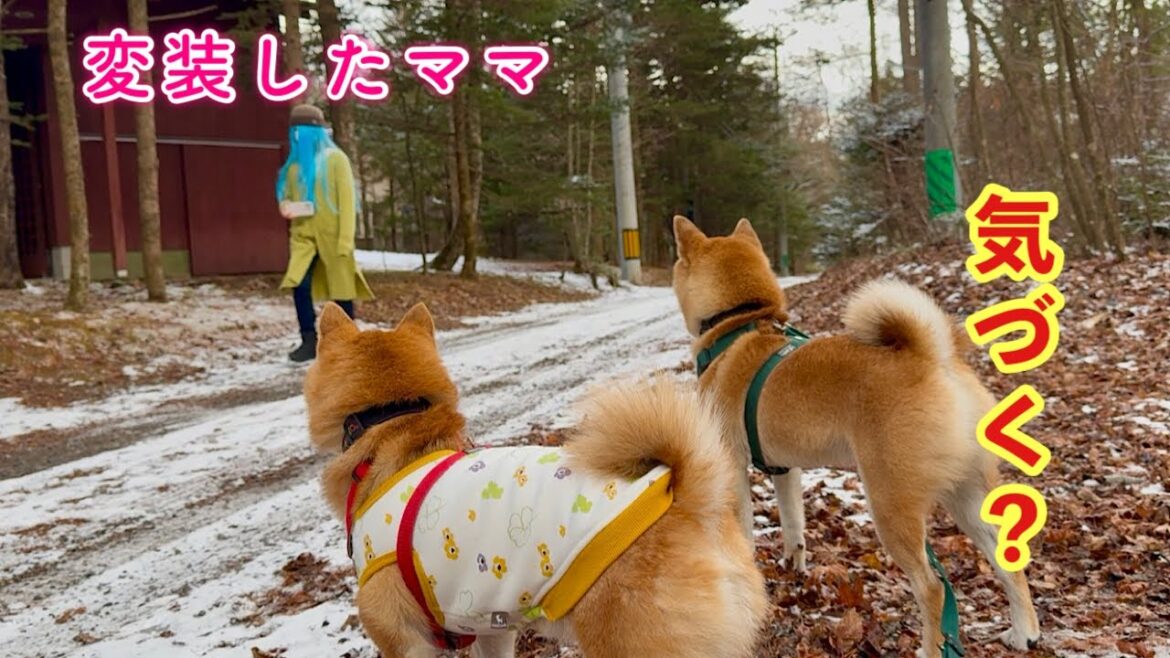 変装したママがお散歩中に突然現れたら愛犬は気づくのかやってみた 変装したママがお散歩中に突然現れたら愛犬は気づくのかやってみた