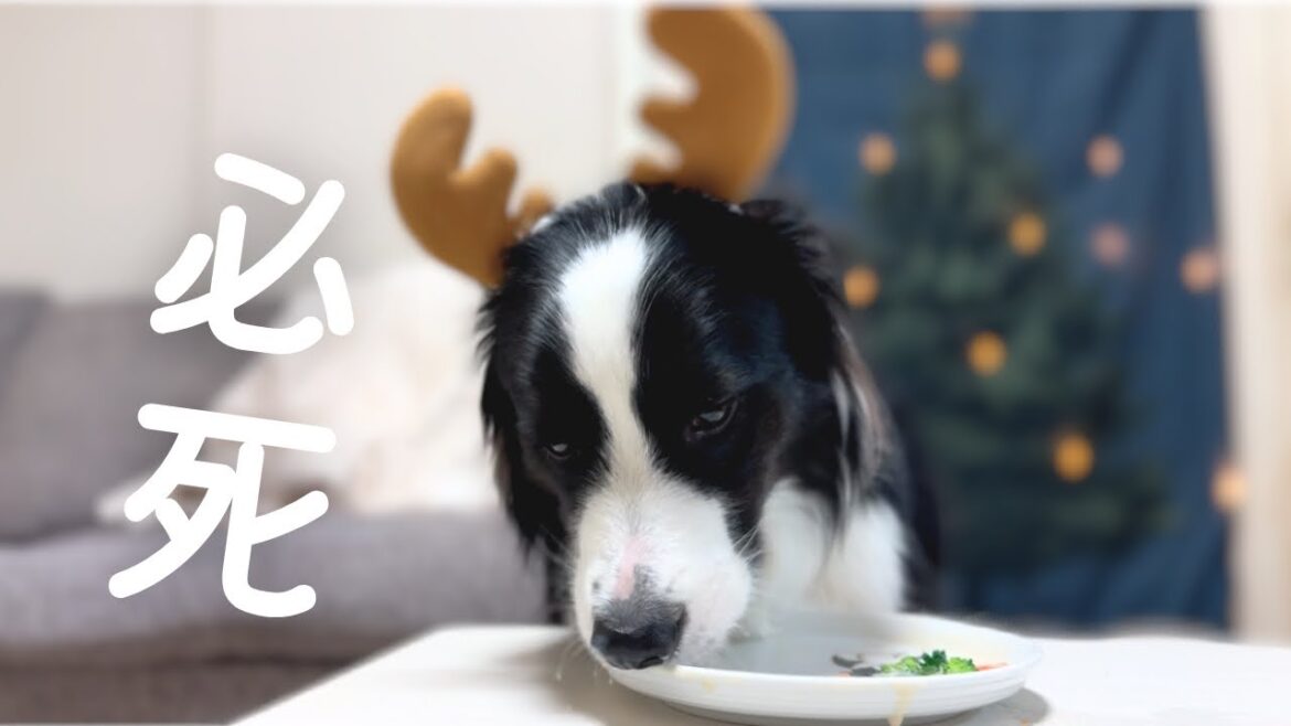 必死にクリスマスディナーを食べる犬のゆるい１日🎄【ボーダーコリー】