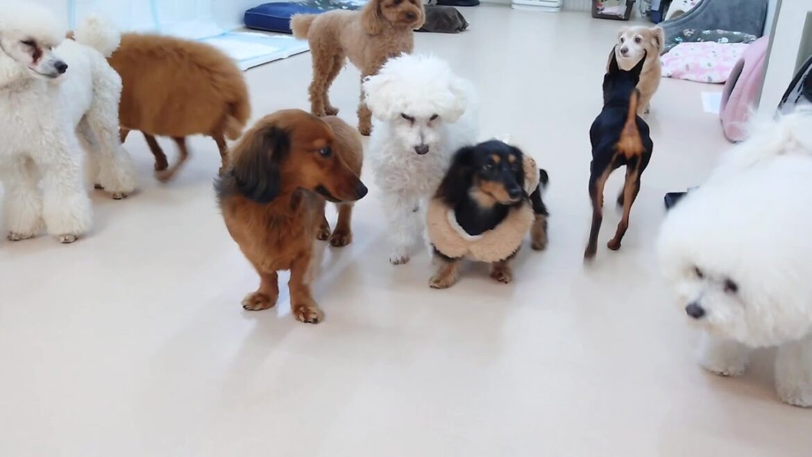 年越しお泊り組が増えてきた　🐶ひみつきちなう！①🐶  2024年12月27日