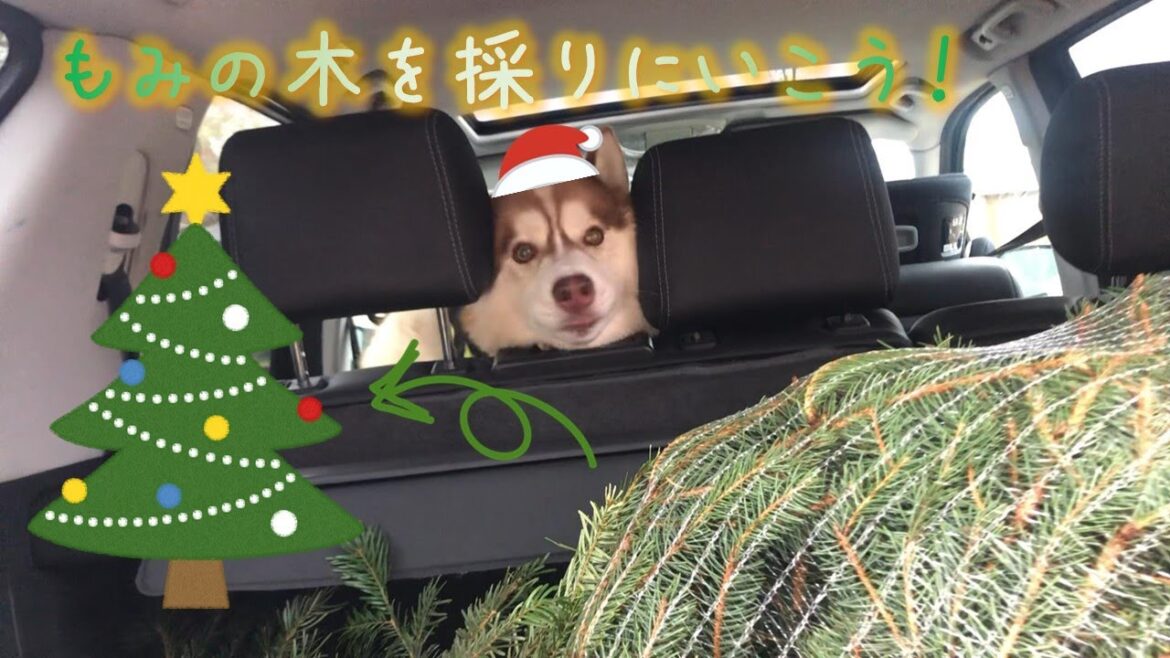 【70】本物のもみの木を採ってクリスマスを楽しんじゃおう！