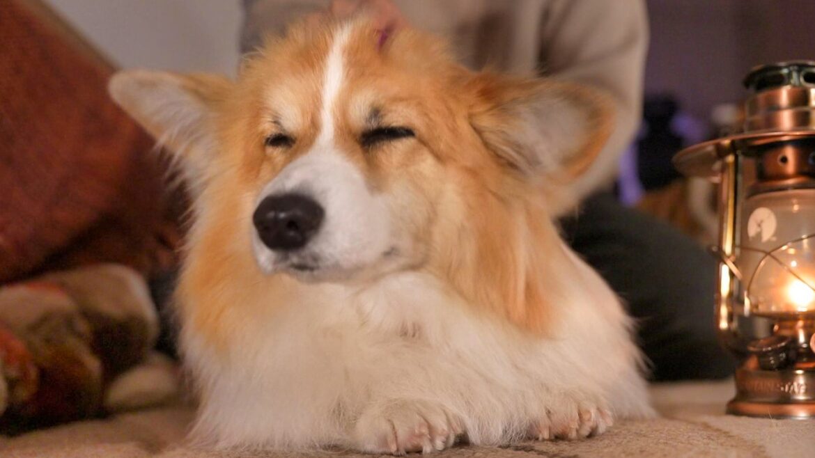 犬が頭のマッサージを受けた結果…思わぬVIP待遇で『放心状態』へ😂 犬が頭のマッサージを受けた結果…思わぬVIP待遇で『放心状態』へ😂