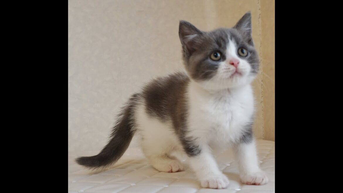 ブリティッシュショートヘアー子猫　British Shorthair　2024.10.18産まれ　ブルー&ホワイト　男の子　シーダキャット猫のお店