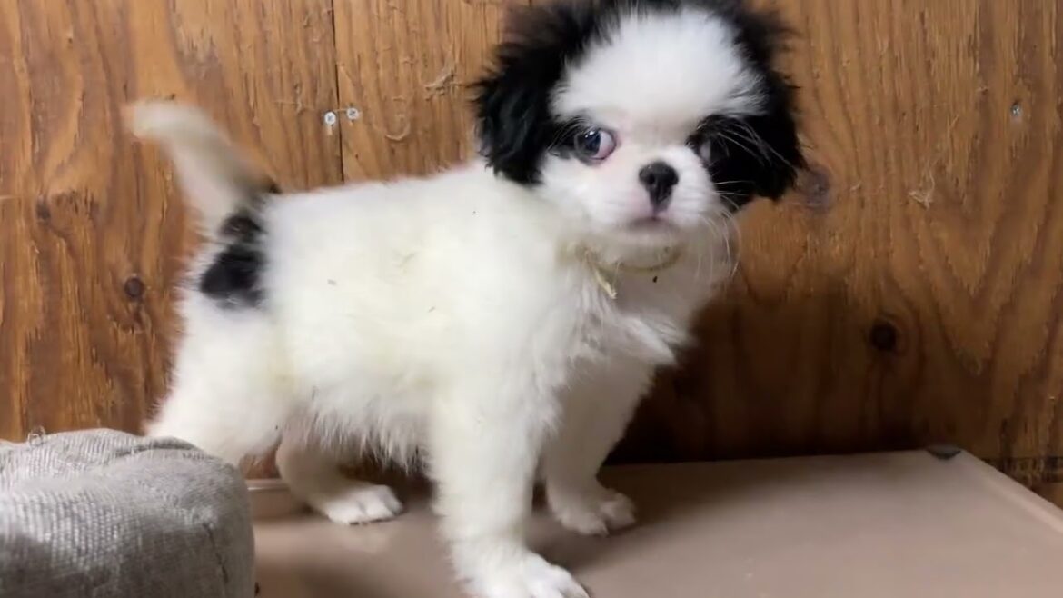 狆 (チン) 【狆専門犬舎】元気な男の子🐶✨ 狆 (チン) 【狆専門犬舎】元気な男の子🐶✨