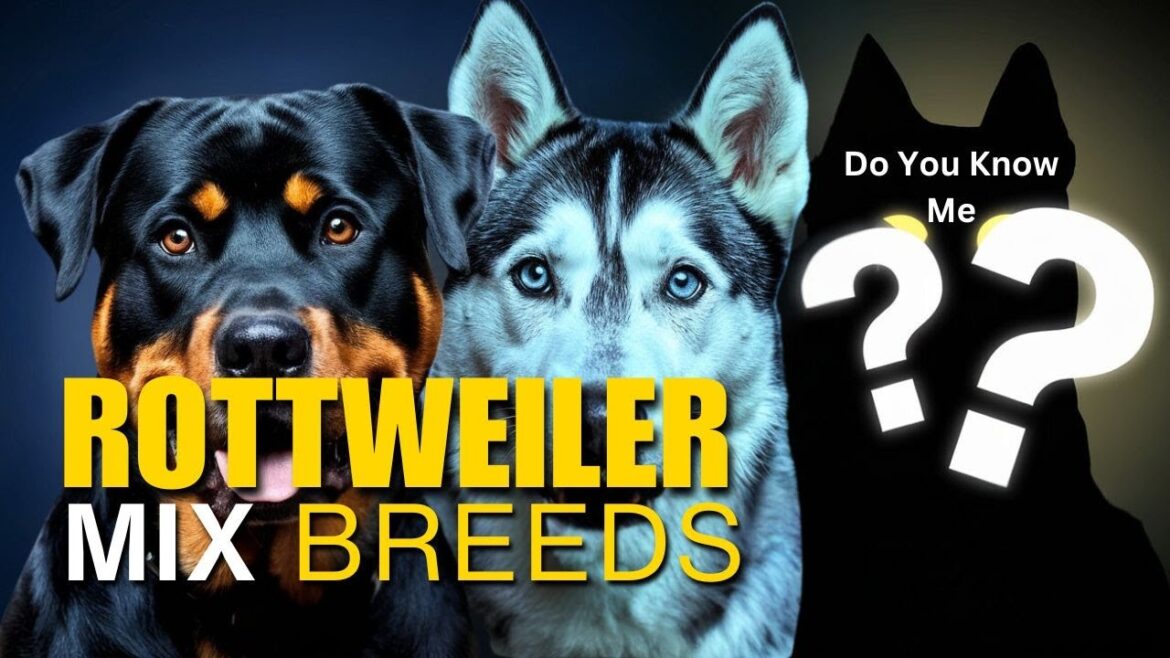 Top 5 Rottweiler Mix Breeds That Will Surprise You