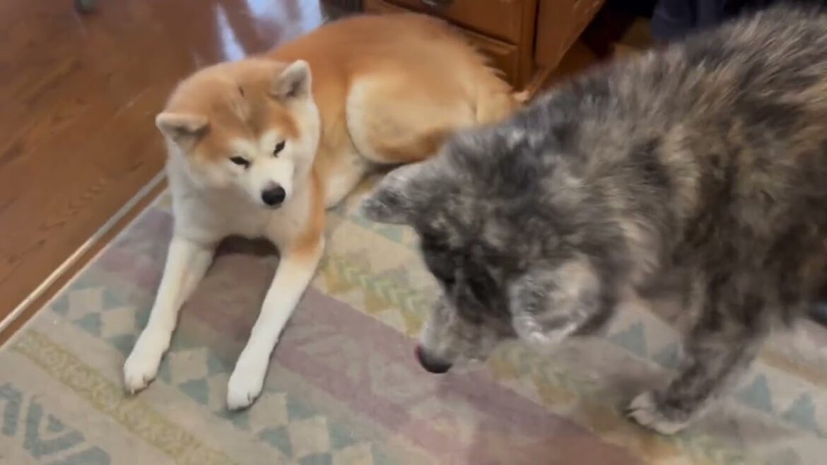 食後の腹ごなしにワニオ相手にひと暴れする秋田犬ぱたこ【Akita-inu】@akita-inu-pata