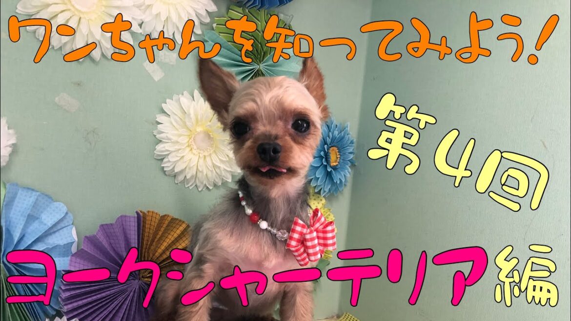 ワンちゃんをもっと知ってみよう！ヨークシャーテリア編［兵庫ペット医療センター トリミング 尼崎 犬動画　］Happy dog glooming