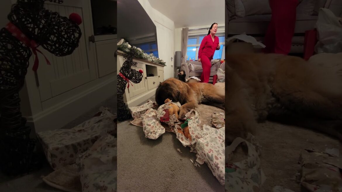 A LEONBERGER LOVING LIFE OPENING HER CHRISTMAS PRESENTS OFF SANTA #leonberger #christmas