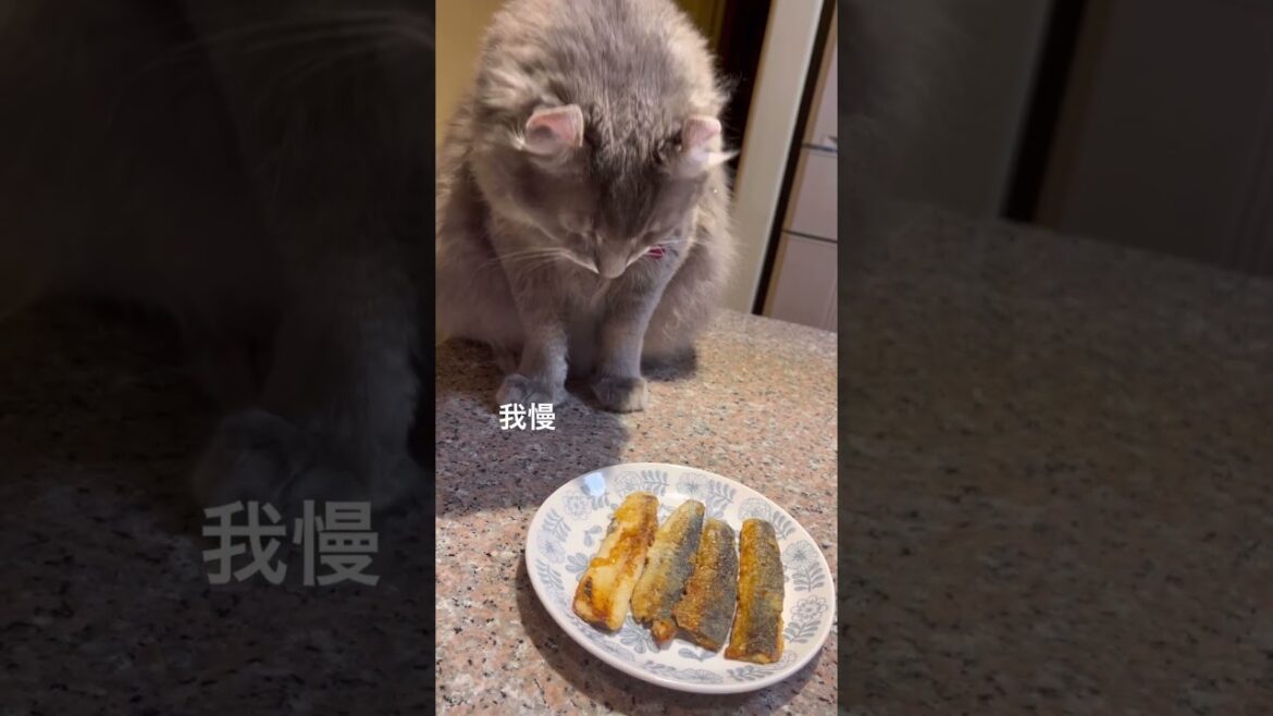 猫動画 #shorts 魚だ 名曲に合わせて #アメリカンカール 里親募集で迎え入れた猫の毎日