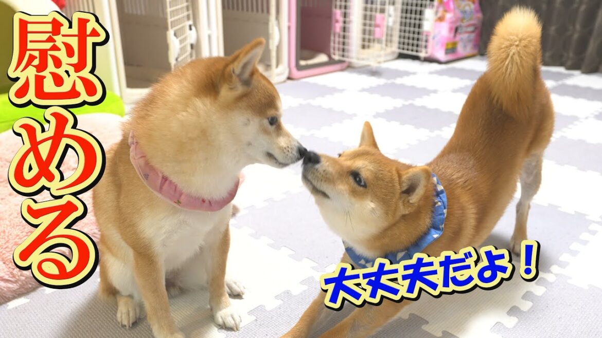 寂しくて泣いている姉柴犬を気づかい、慰めようとする子犬が頼もしく見えました。