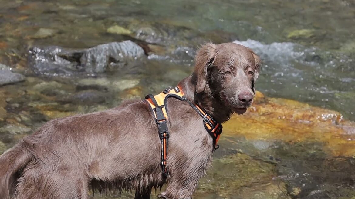 【ワイマラナーロングヘアード】川遊び